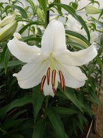 [4231 Casa Blanca 2L No02.JPG]